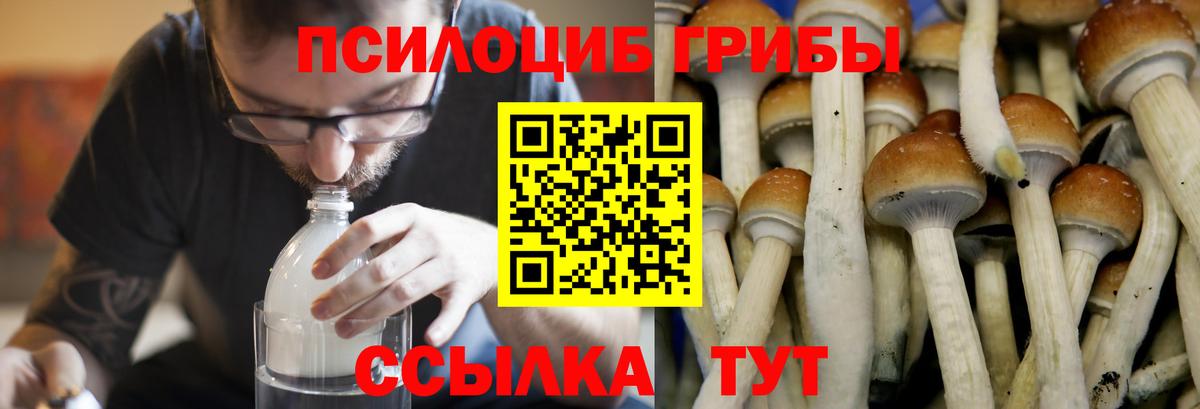 где купить наркотик  Галлюциногенные грибы Psilocybe  Вход с VPN  Кольчугино 